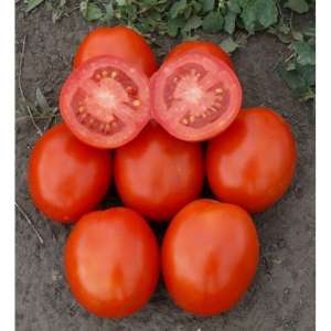 1807 F1 - томат детермінантний, насіння, Lark Seeds (Ларк Сидз), США фото, цiна